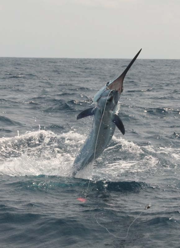 marlin fishing photo