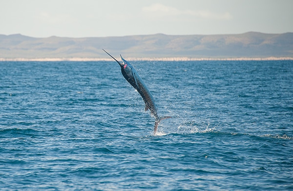 Exmouth, Australia sailfish fishing