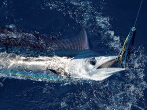 Fishing for Blue Marlin Using Spearfish-Shaped Lures in Hawaii | Marlin