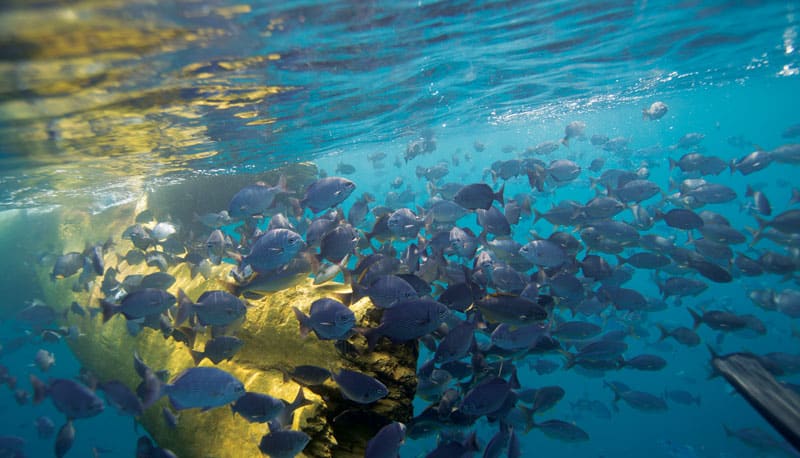 debris in ocean