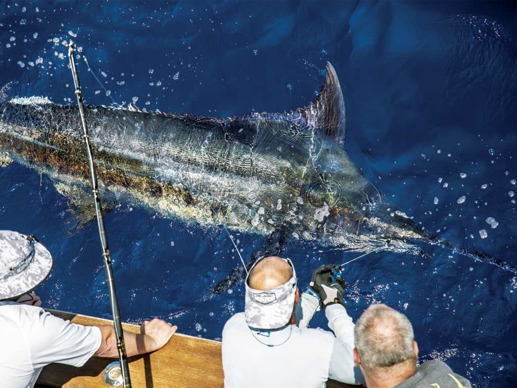 giant marlin boatside