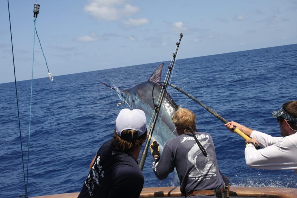 grander black marlin jumps