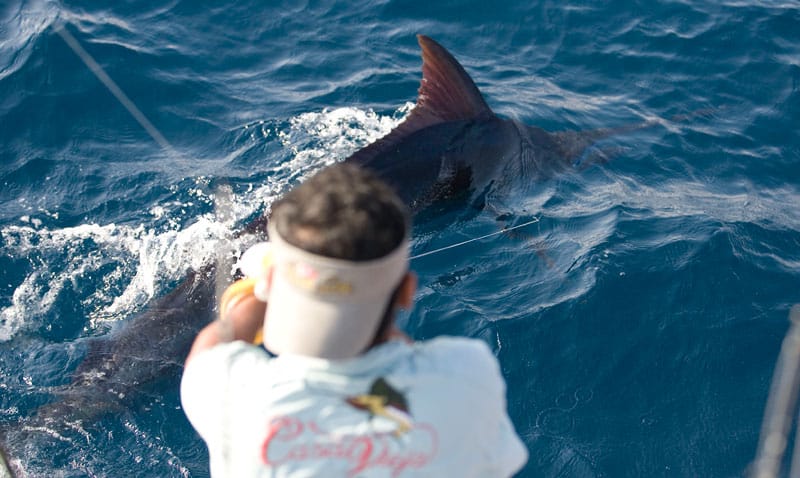 pulling on leader to release blue marlin