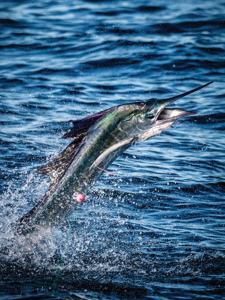 leaping sailfish