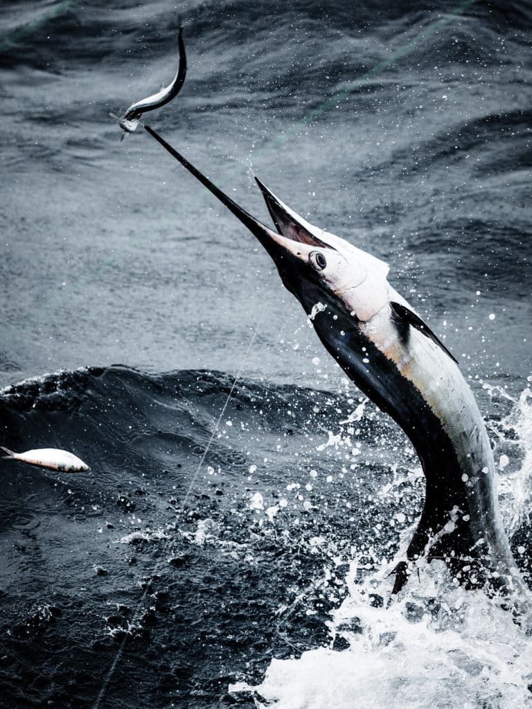 Jumping sailfish