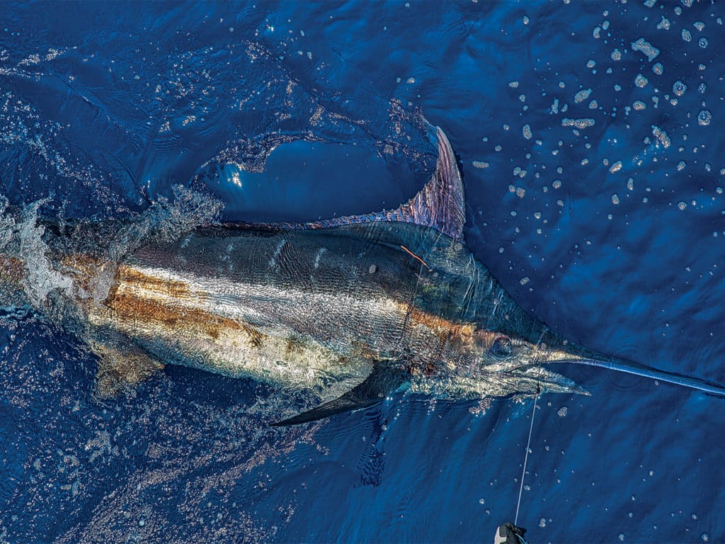 A large marlin is pulled boatside.