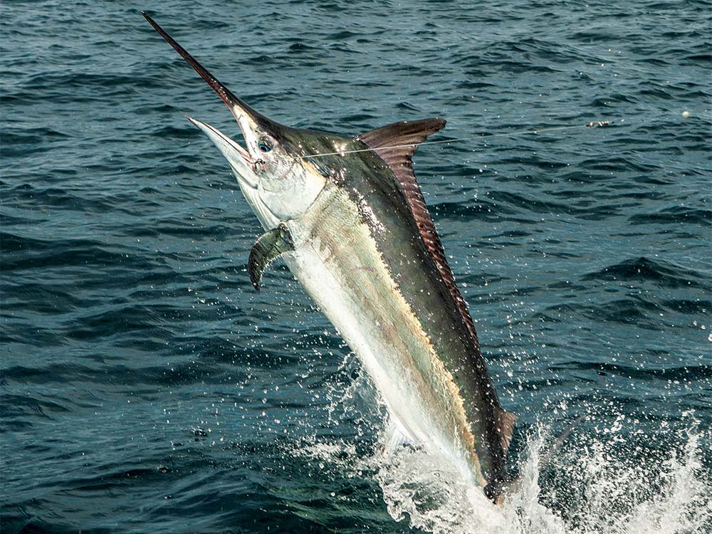 large black marlin jumping out of the water