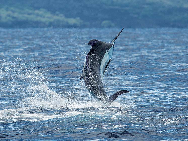 A large blue marlin leaping from the water.