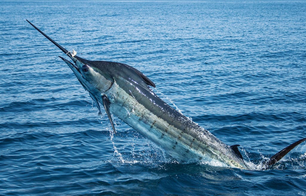 A large blue marlin breaking the surface around Tahiti.