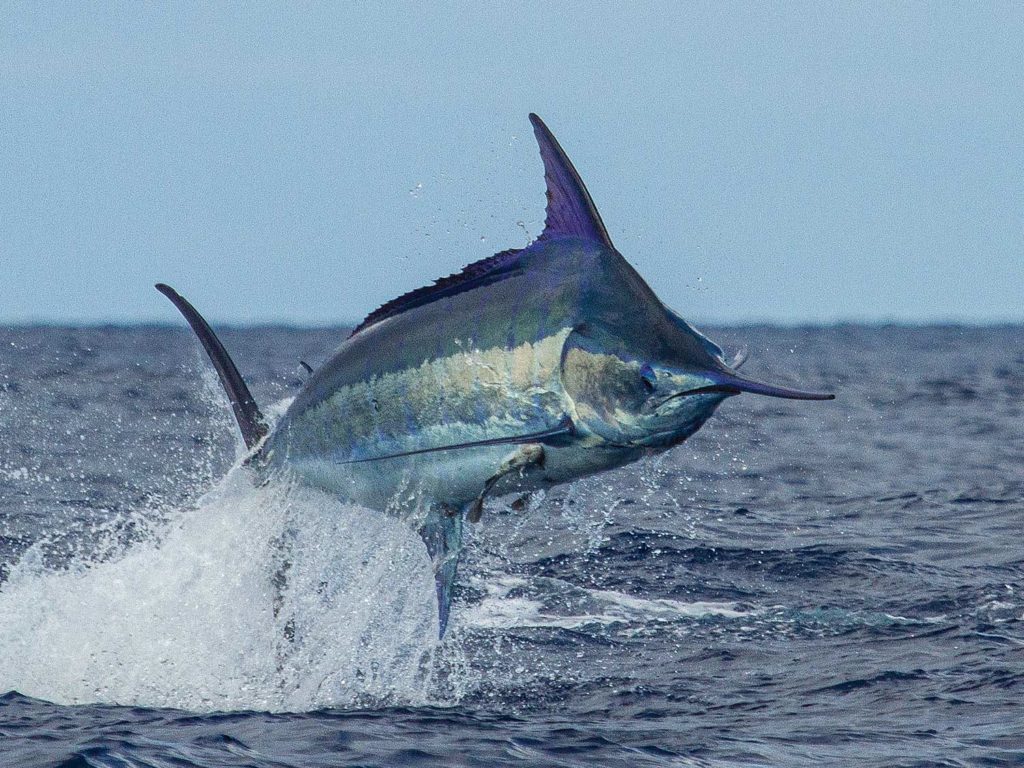 A marlin breaks through the surface of the ocean while on the lead.