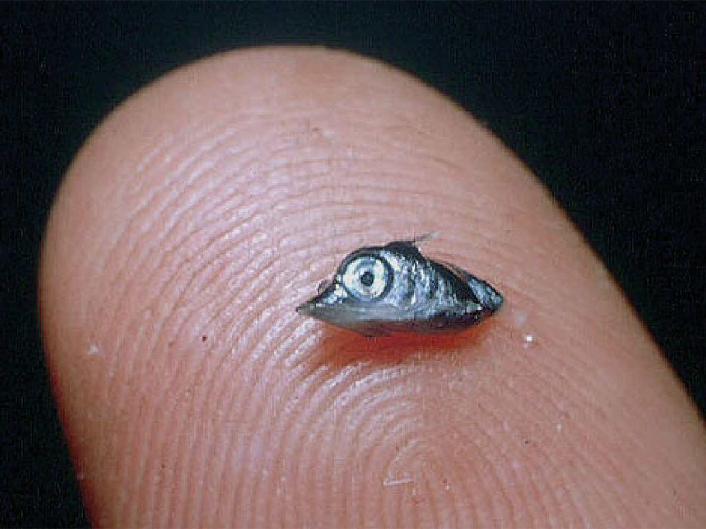 A larval blue marlin.