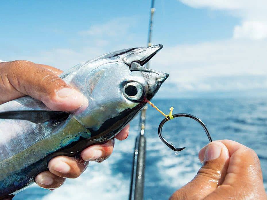 Bridle Bait Marlin Fishing