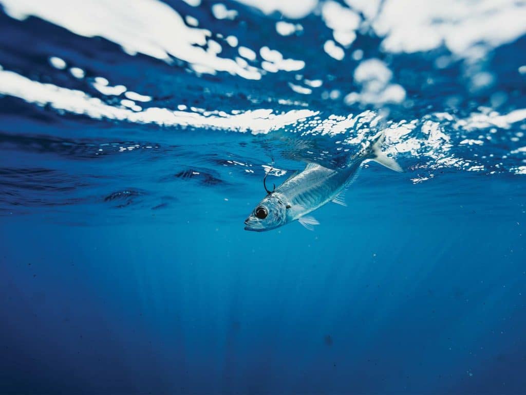 live bait fishing underwater