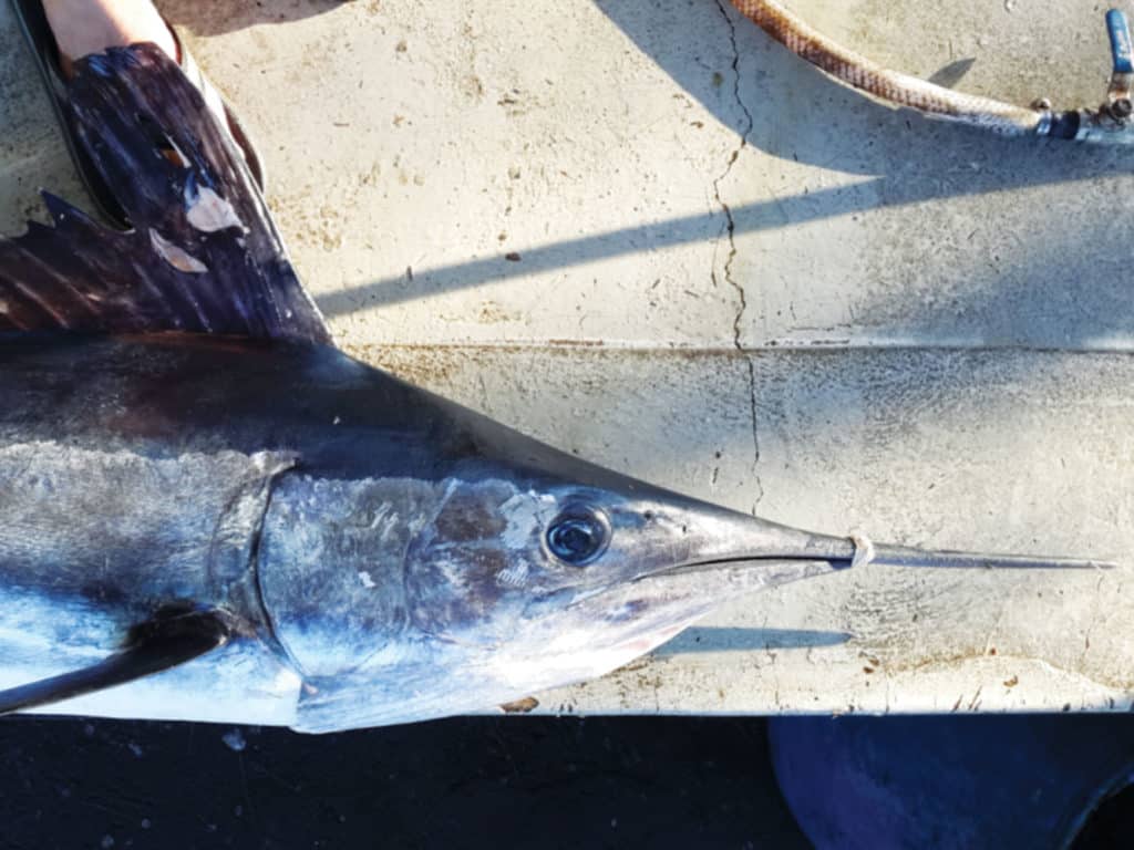 Longbill Spearfish Indian Ocean