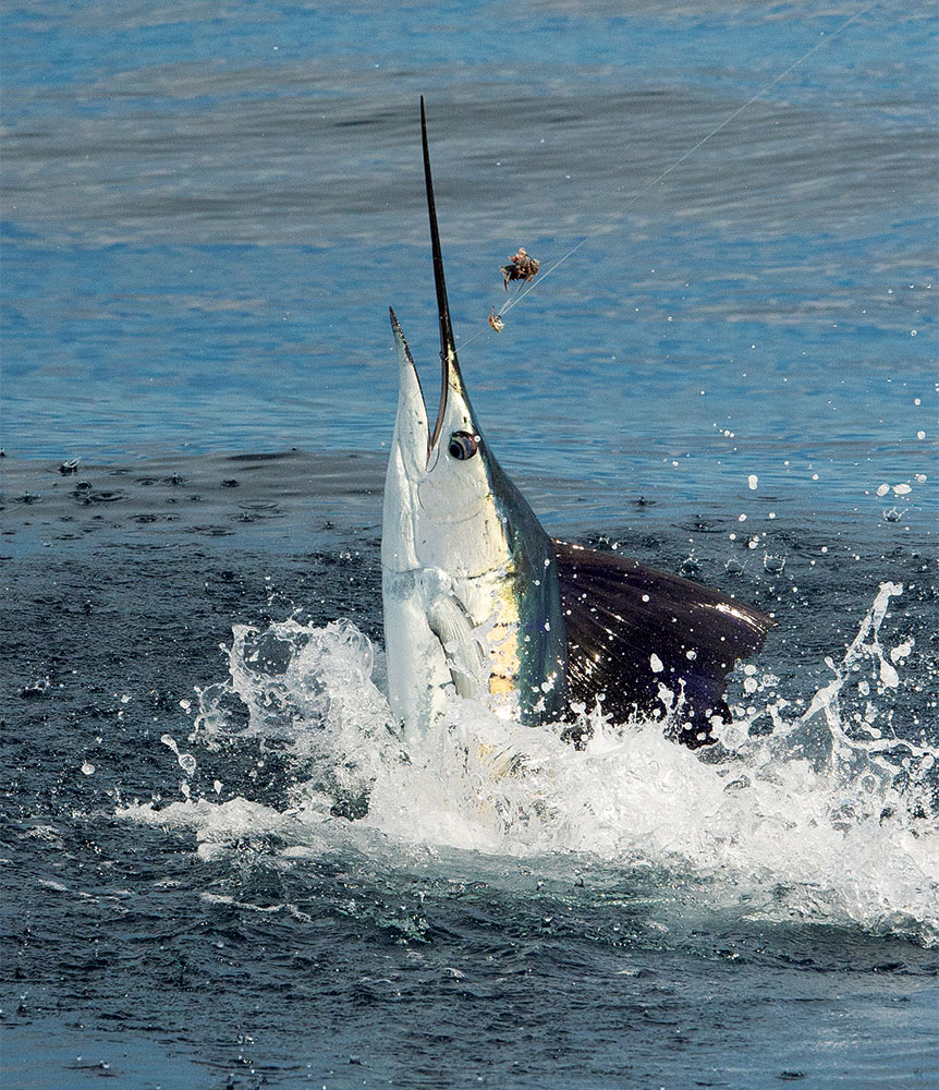 Isla Mujeres Sailfish