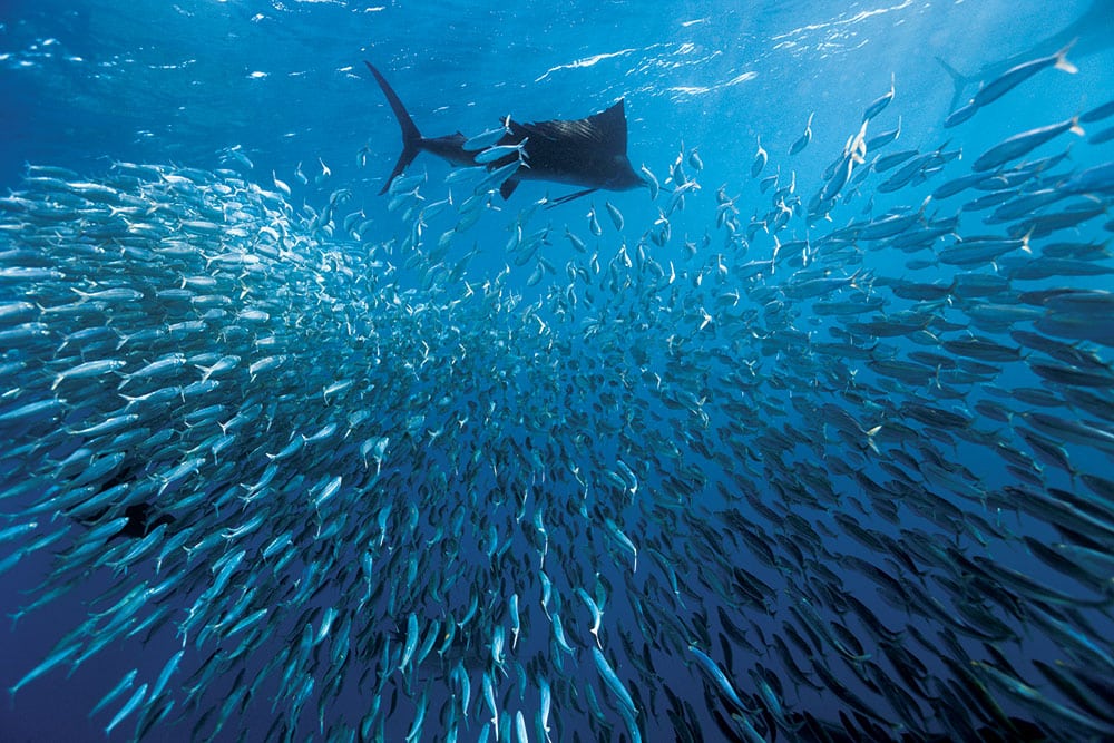 Isla Mujeres Sailfish