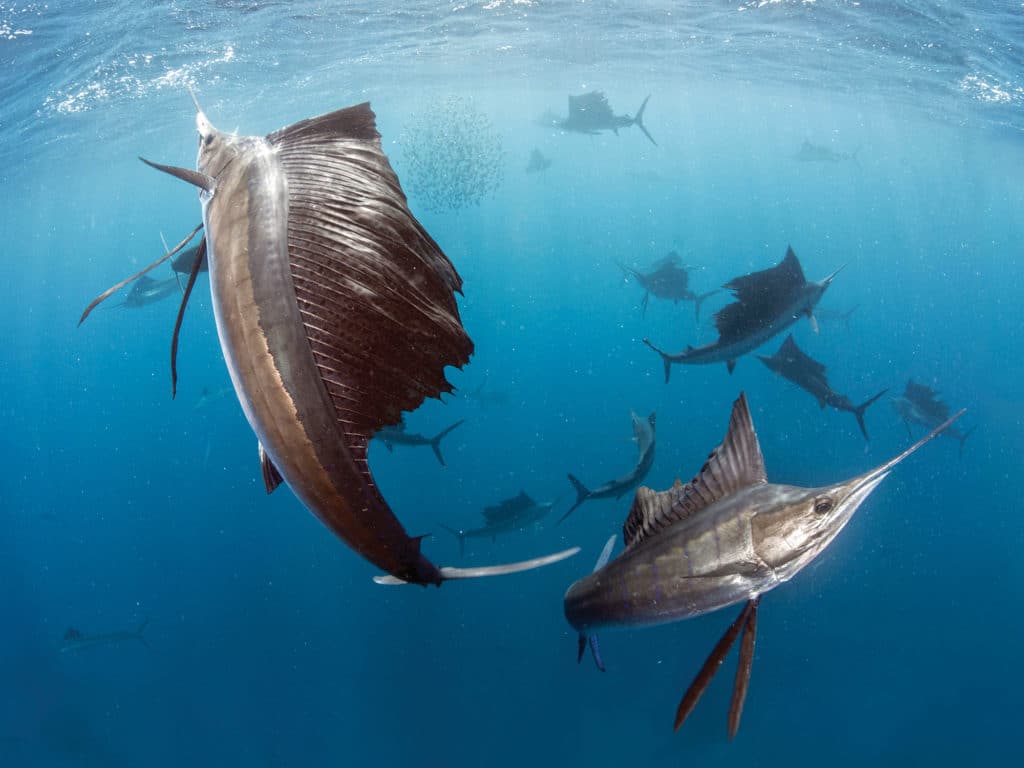 sailfish on bait balls