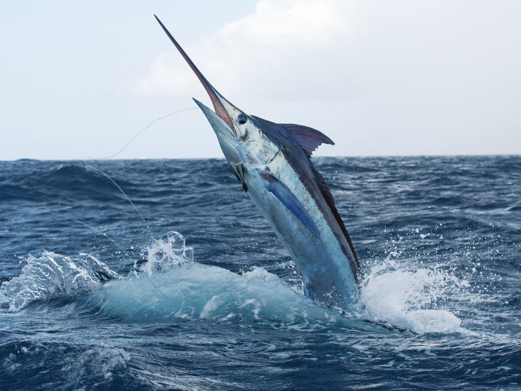 Marlin Fishing Photo, Scott Kerrigan