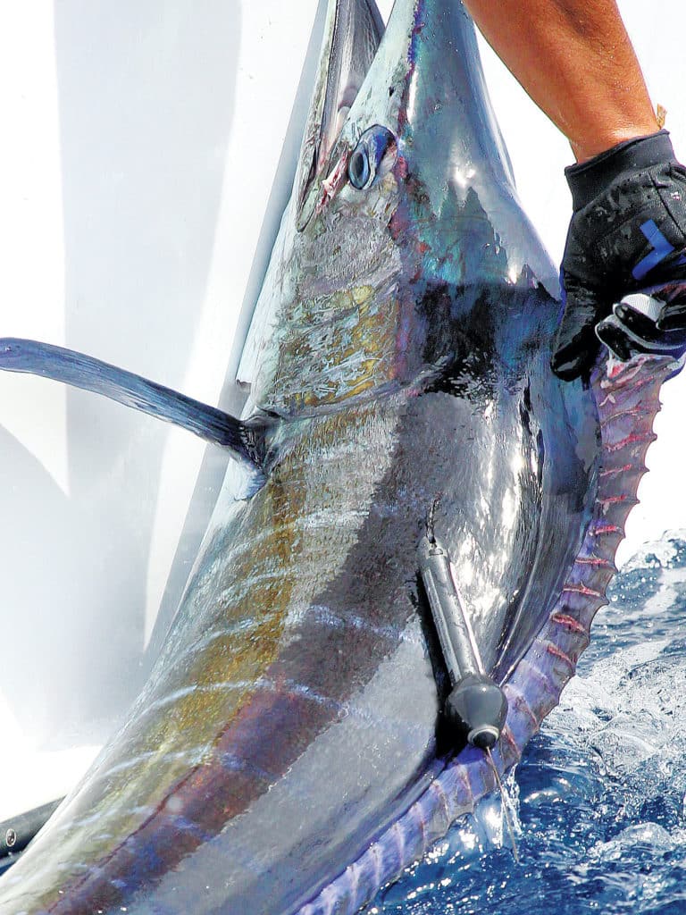 Caught during the Bermuda Big Game Classic, a satellite-tagged marlin traveled all the way to Cape Verde.