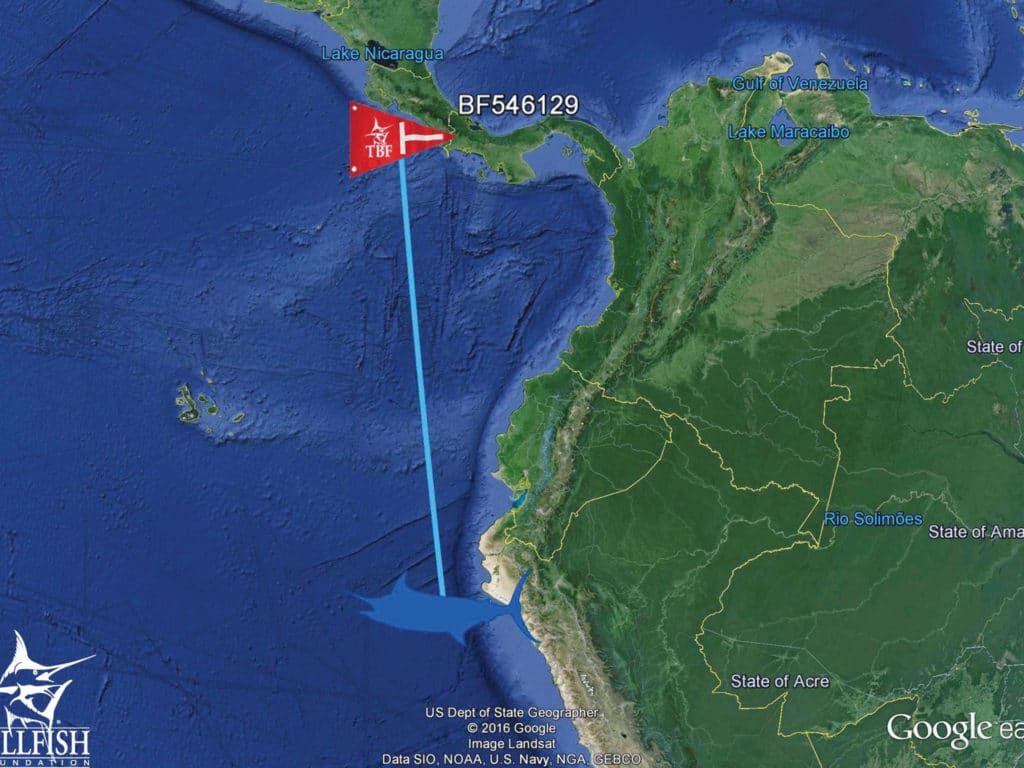 After traveling more than 1,000 miles in 444 days, the blue marlin was recaptured southwest of Peru.