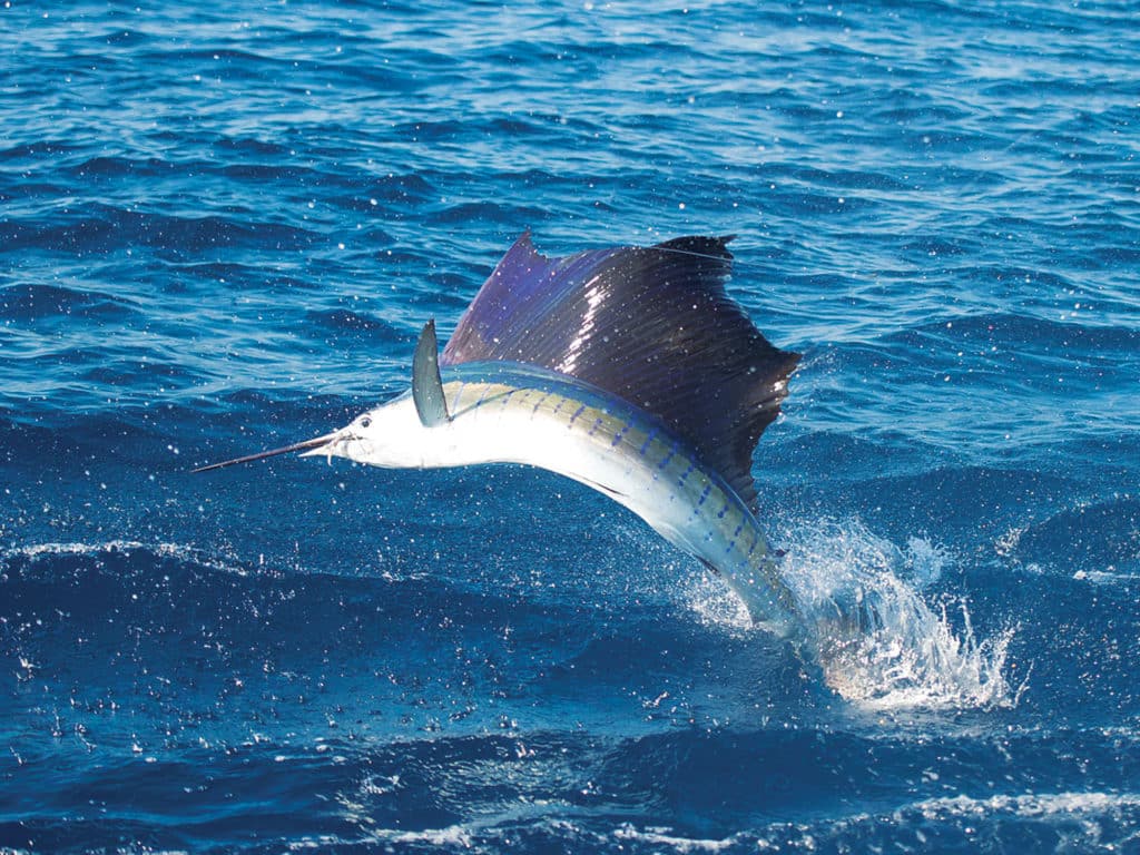 Good electronics can help find birds and bait, which point the way to sailfish.