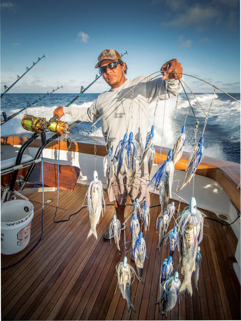 Teams go to great lengths to get the freshest bait for the spread and on their teasers. Some captains pull only fresh bait teasers on tournament days, feeling that bait draws more fish.