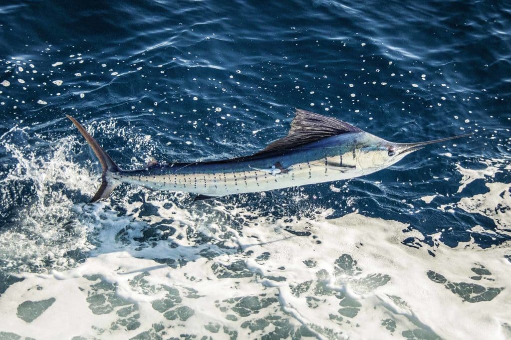 South Carolina anglers enjoy excellent action for sailfish