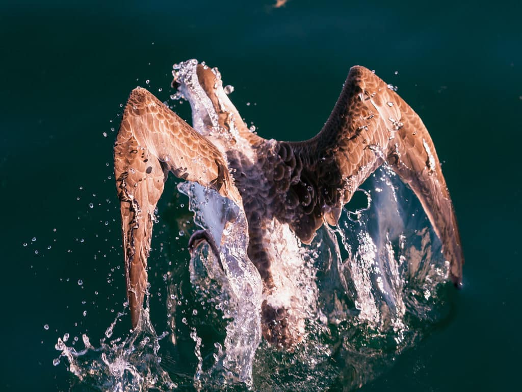 Shearwaters diving for fish