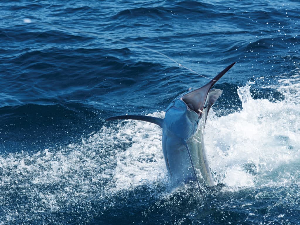 Exmouth Blue Marlin