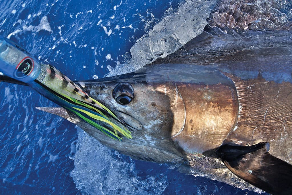 Blue Marlin Fishing Australia