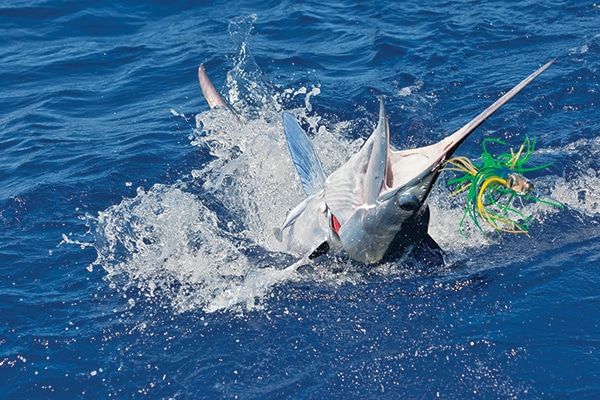 blue marlin splash on bait