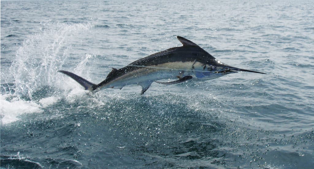 Nicaragua Fishing Marlin Central America