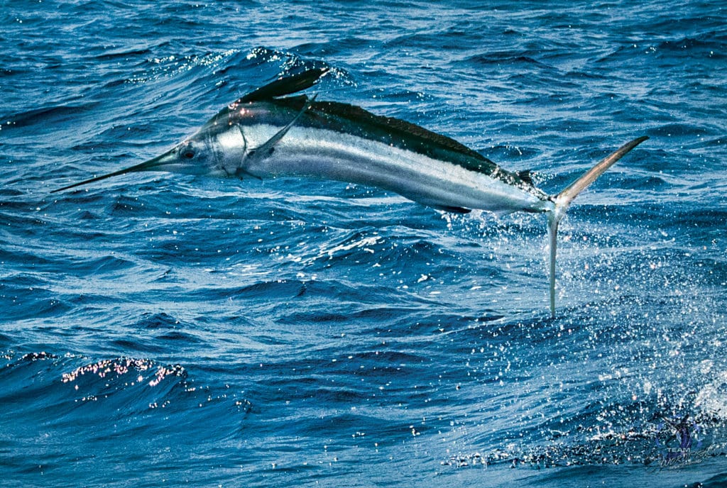 Ocean City, Maryland fishing