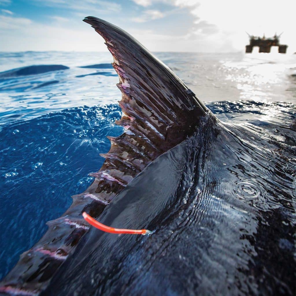 A blue marlin tagged with a satellite popupp.