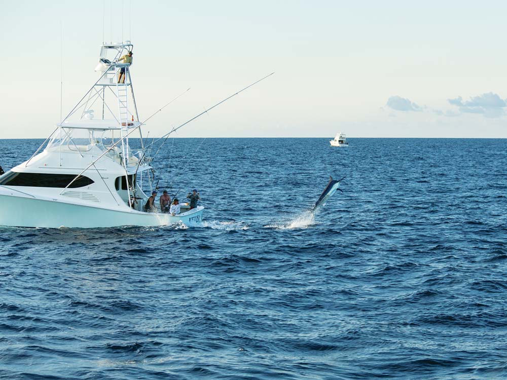 a marlin breaking out of the water by a boat