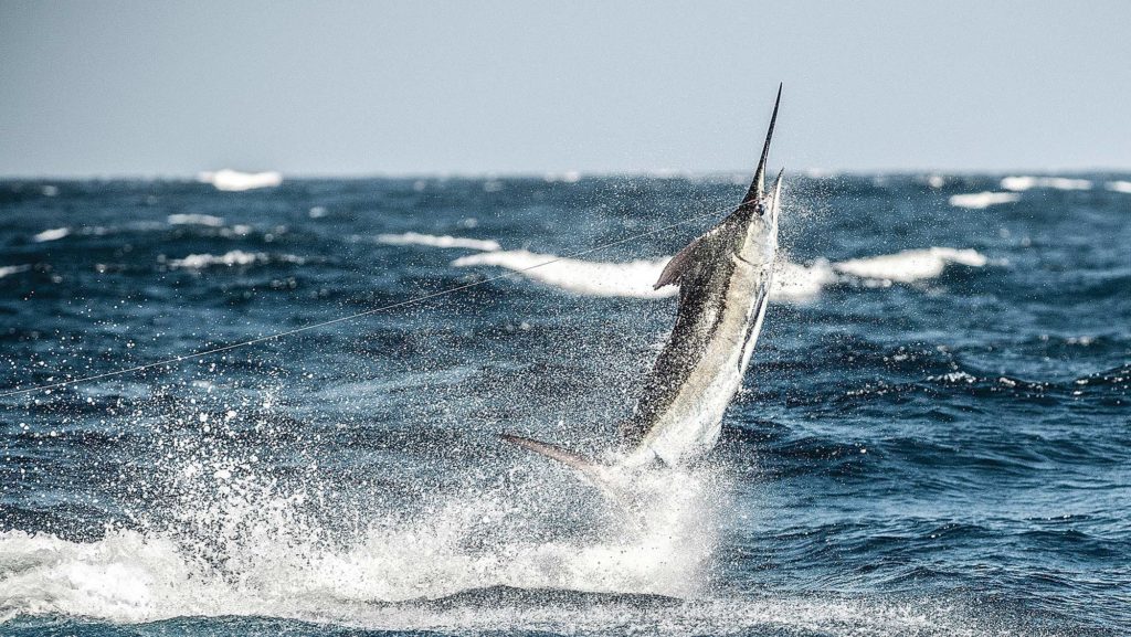 marlin fishing grenada