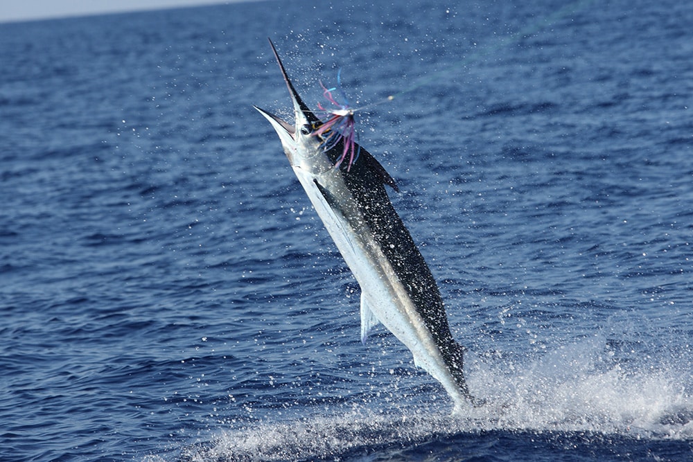 marlin jumps out the water