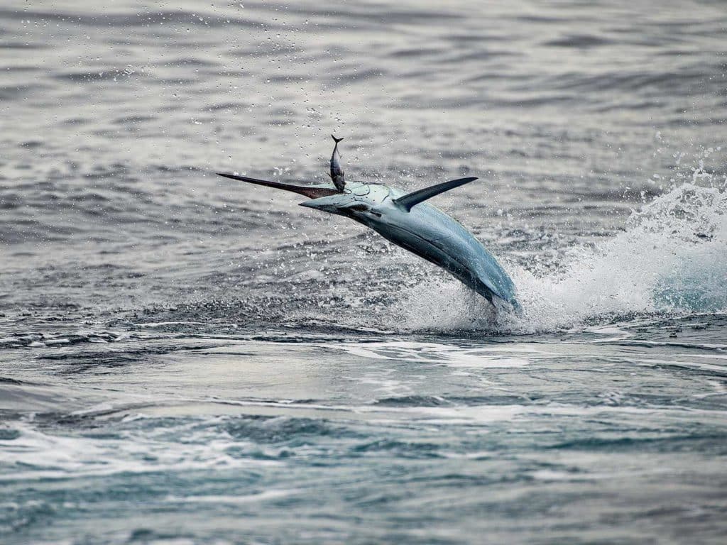 a marlin leaping from the water on bait and lead