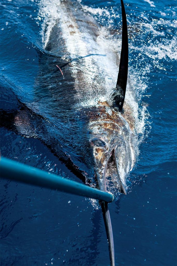 a boatside marlin with a hook in its mouth