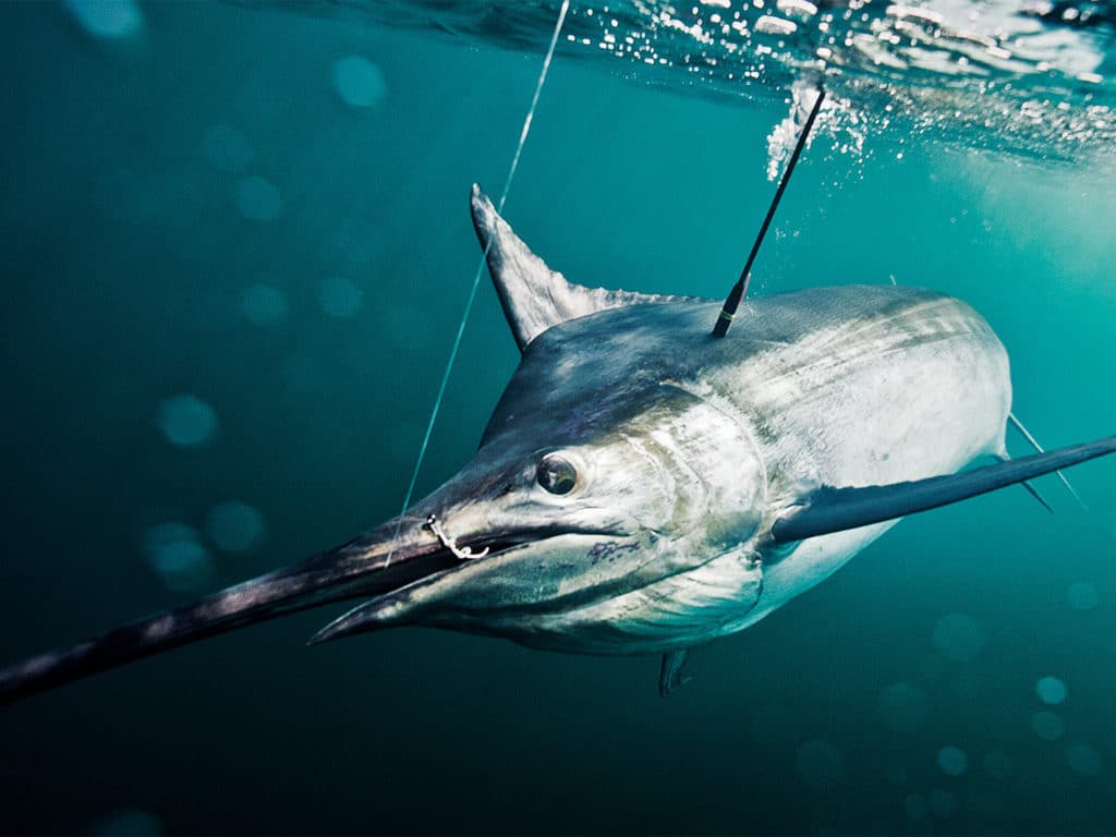 A large black marlin on a leader under water.
