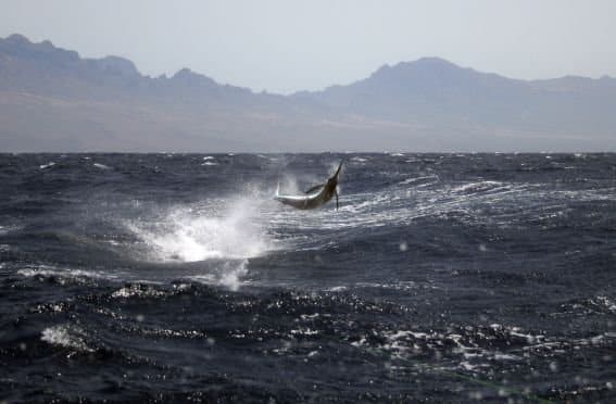 blue marlin fishing Cape Verde