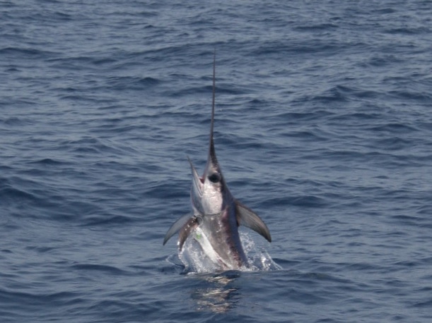 swordfish jumping out water