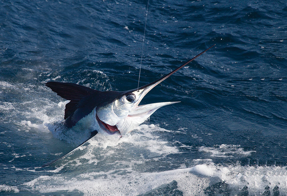 white marlin ocean city maryland