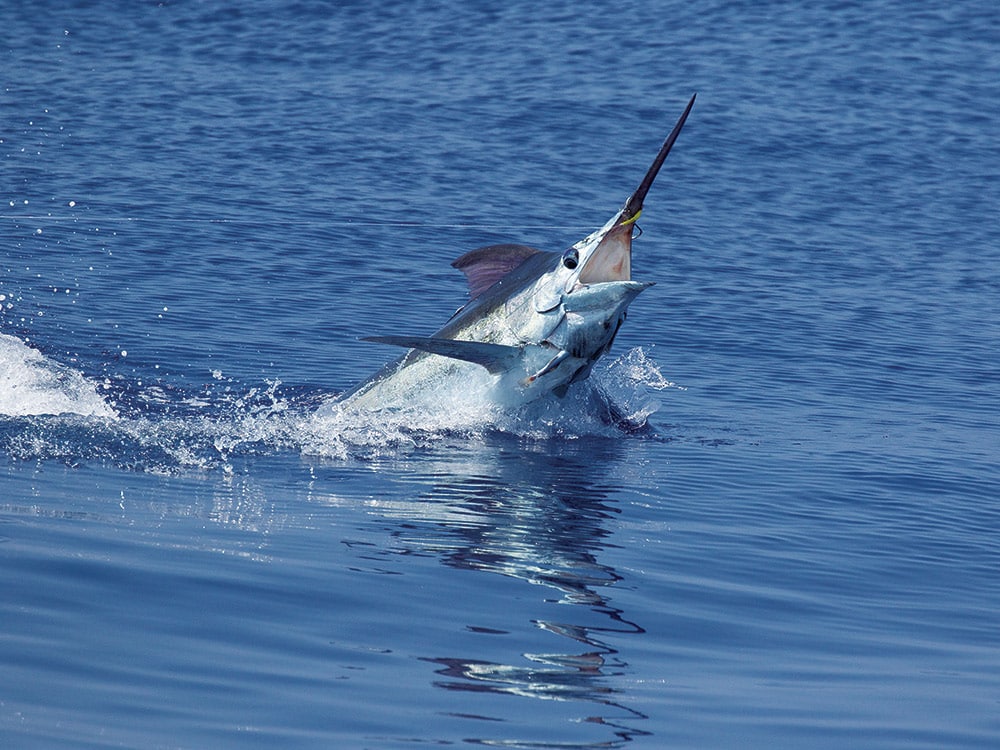 blue marlin hooked off kona hawaii