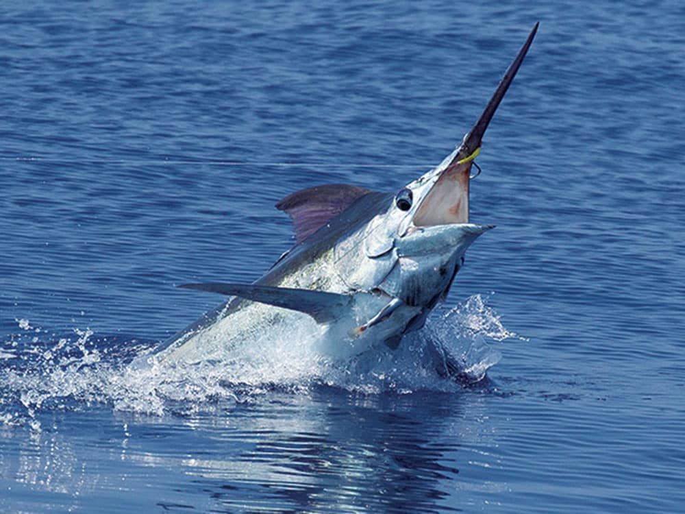 BLUE MARLIN CATCH and RELEASE, Pulling Hooks Out By Hand