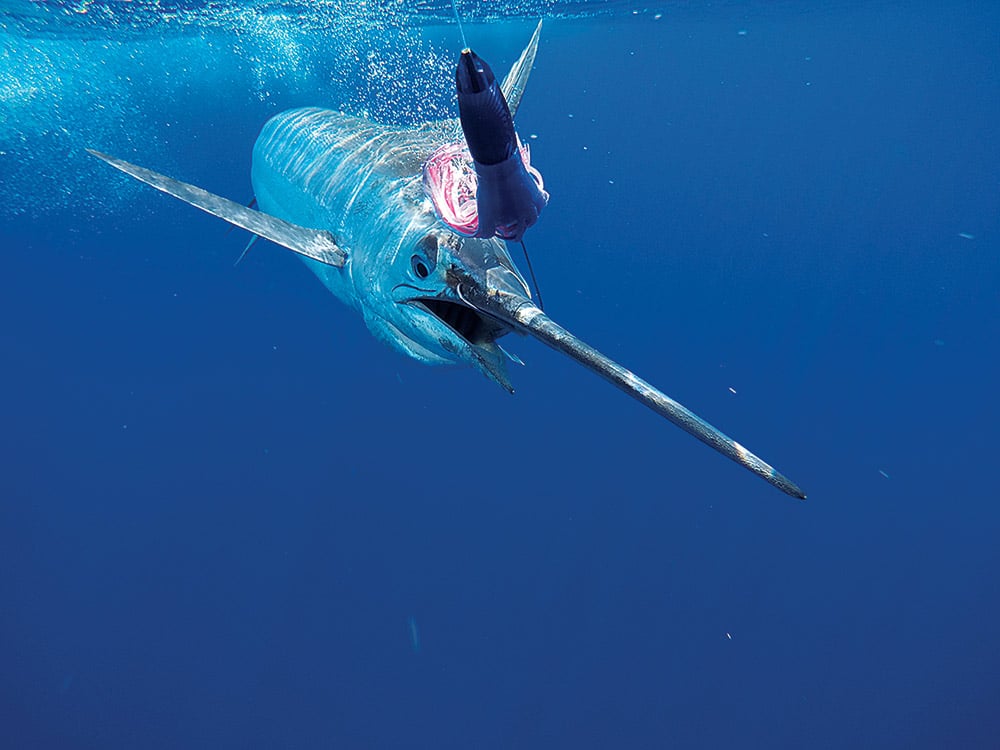 underwater photo of a blue marlin off kona hawaii