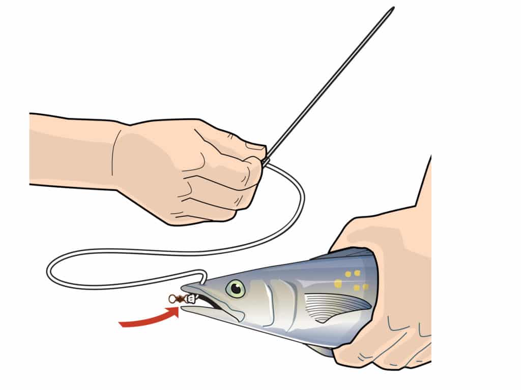 rigging a spanish mackerel pitch bait