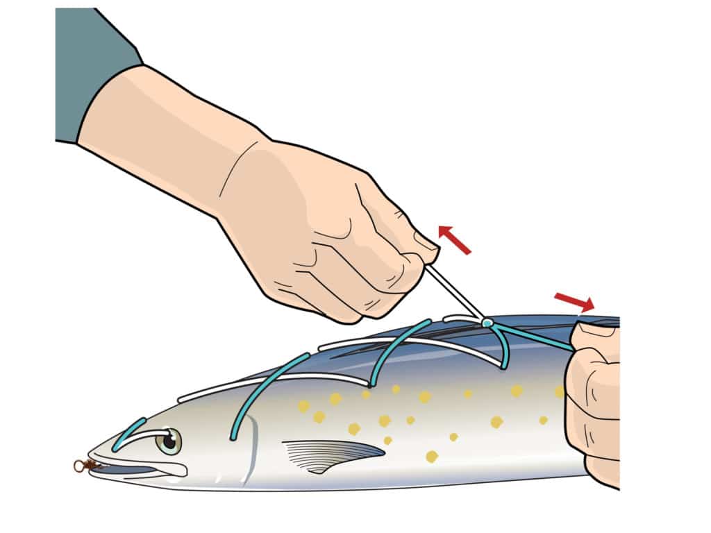 rigging a spanish mackerel pitch bait