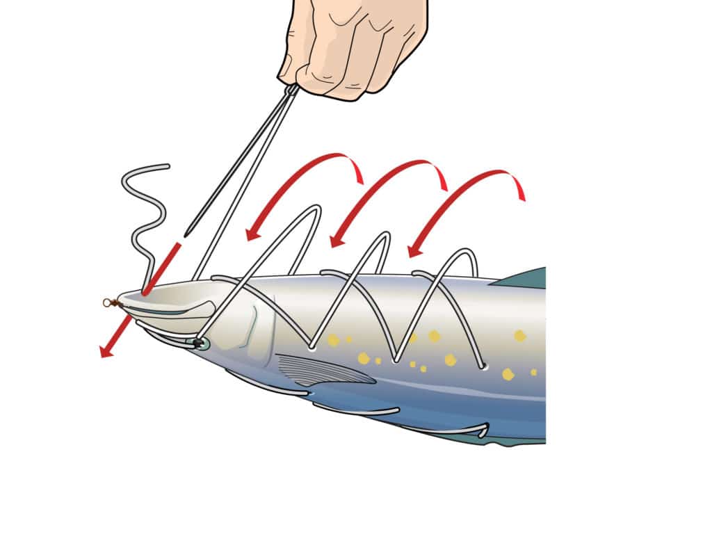 rigging a spanish mackerel pitch bait