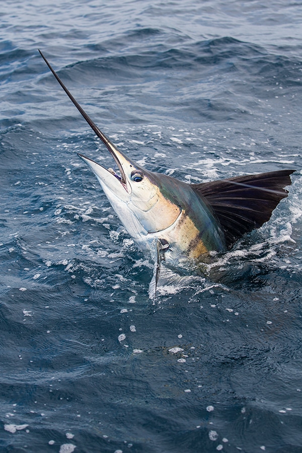 fishing for sailfish in Kuala Rompin, Malaysia